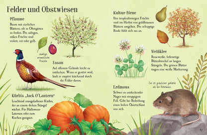 Usborne Minis Naturführer - Entdecke den Herbst 6J+