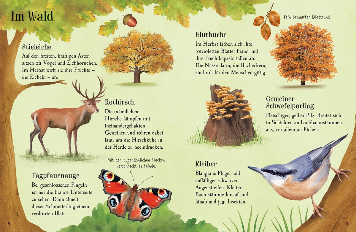 Usborne Minis Naturführer - Entdecke den Herbst 6J+